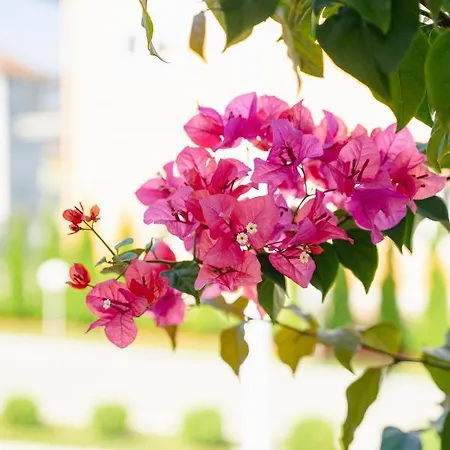 Vila Palas * Vrnjačka Banja