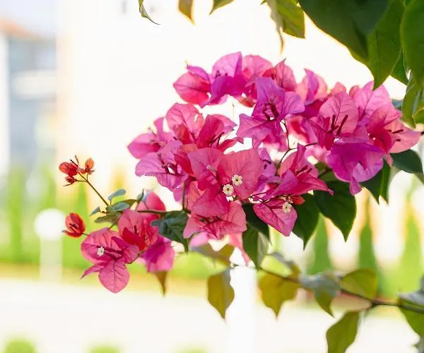 Vila Palas * Vrnjačka Banja